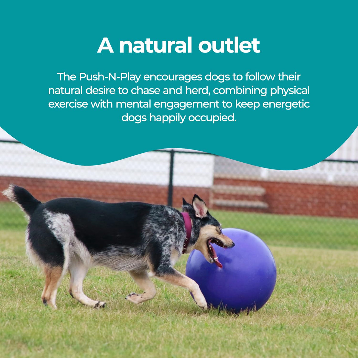 Blue Extra-Large Dog Toy X2187