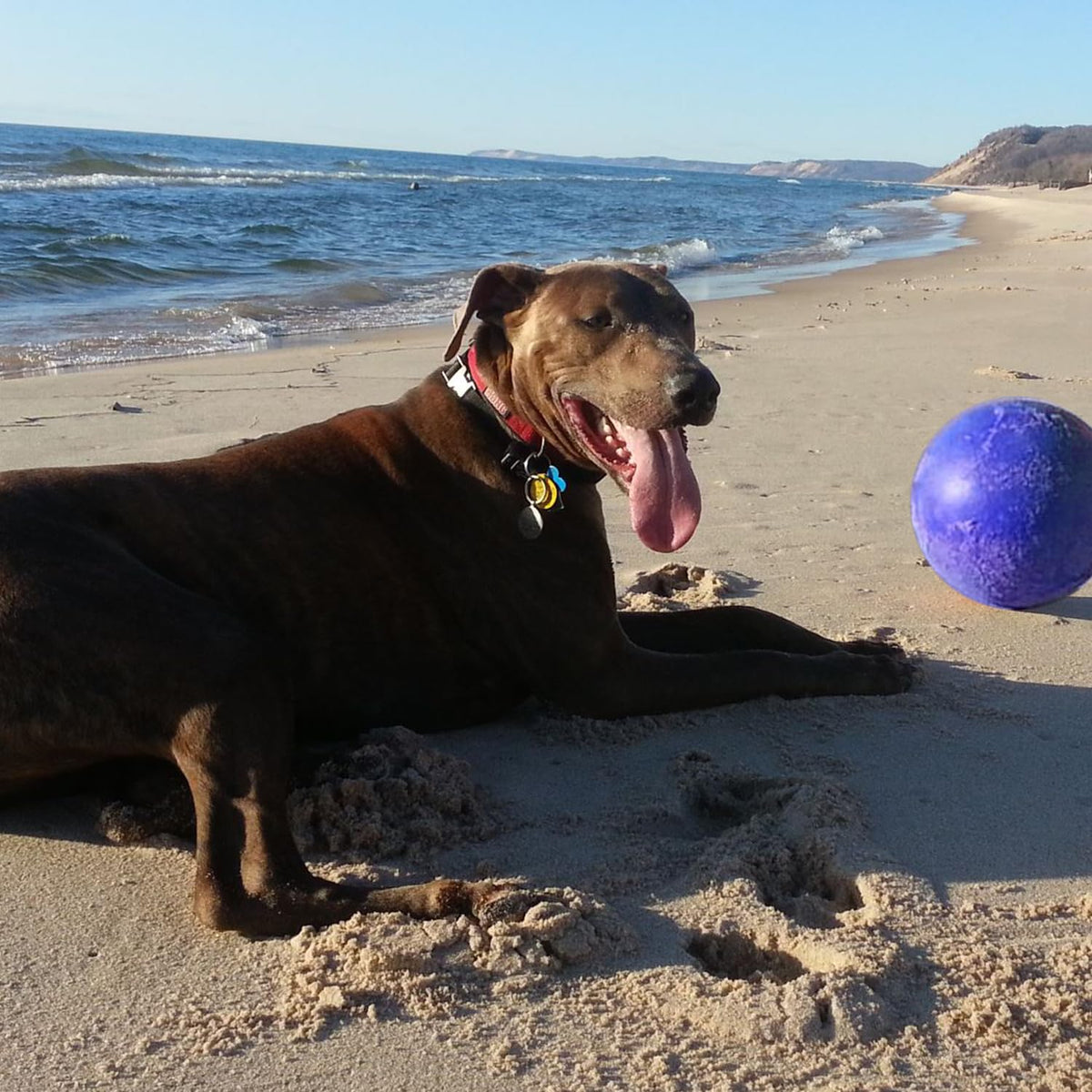 Blue Extra-Large Dog Toy X2187